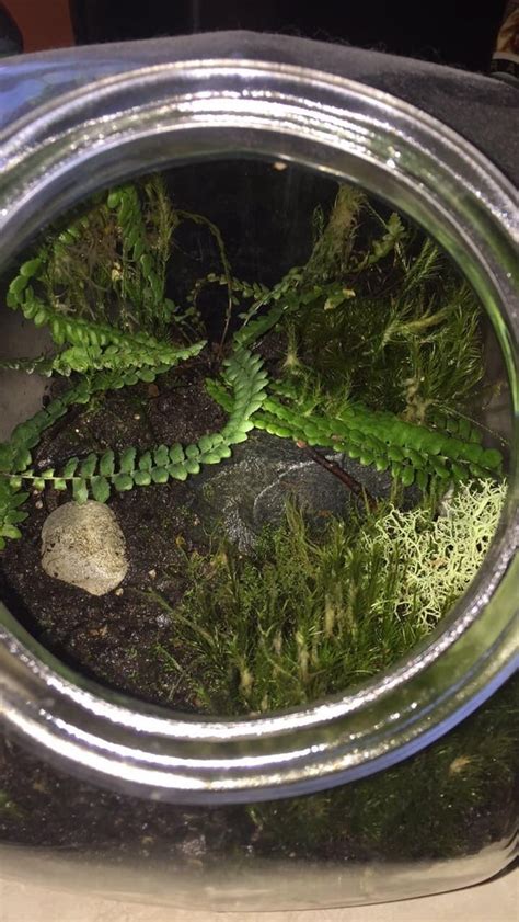 ~7 month old fern/lichen/moss terrarium : terrariums