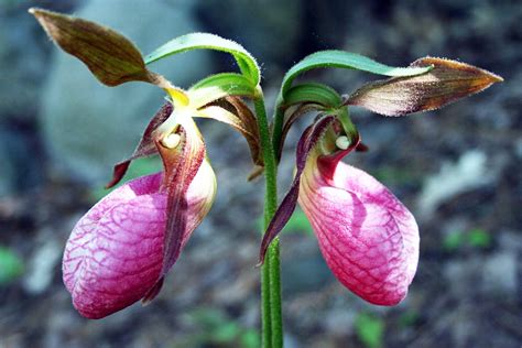 Is the Lady Slipper Flower Endangered? | Lady Slipper Facts - New England