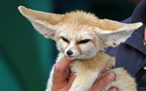 Fennec fox | The Biggest Animals Kingdom