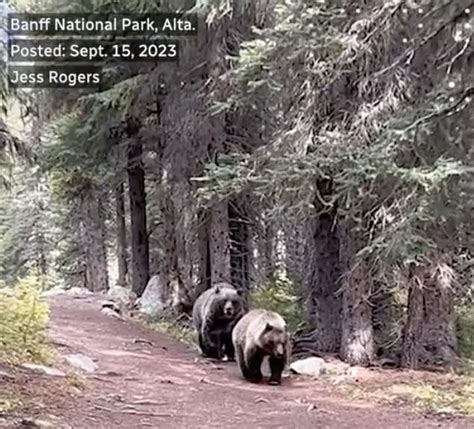 Two Grizzly Bears Surprise Group of Hikers, Walk Behind Them For 20 Minutes