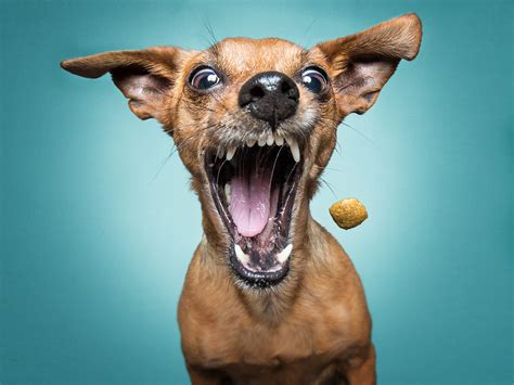 The unbridled joy of dogs catching treats