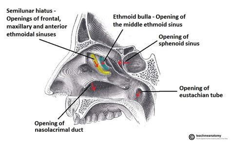 The Paranasal Sinuses - Structure - Function - TeachMeAnatomy