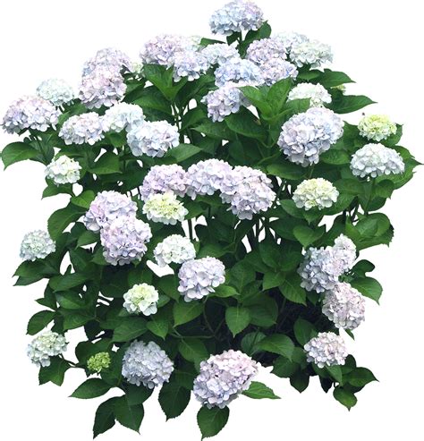 Flower Hydrangea Shrub Plant - bushes png download - 1152*1200 - Free ...