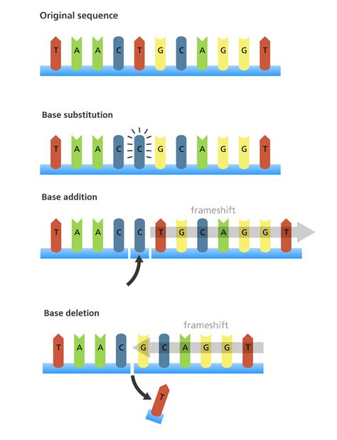 #133 Genetic mutations | Biology Notes for A level