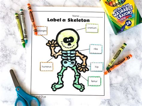 Free Printable Label A Skeleton Worksheet For Kids