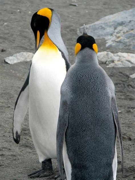 King Penguin Facts for Kids – King Penguin Diet & Reproduction