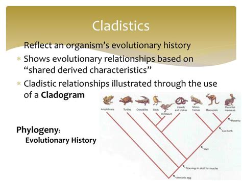 PPT - Classification of Living Things PowerPoint Presentation - ID:4068372