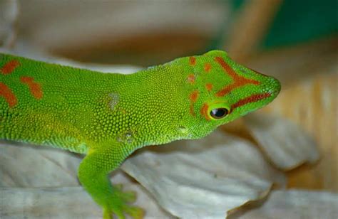 Madagascar Giant Day Gecko