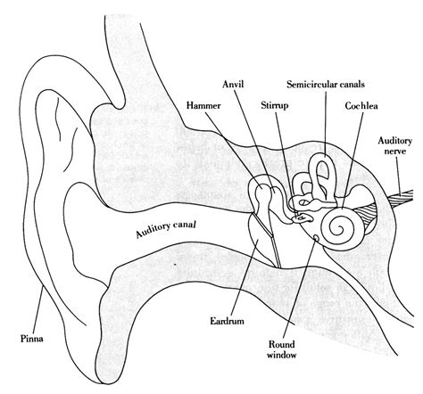 Structures of the Ear | in Chapter 04: Senses | from Psychology: An ...