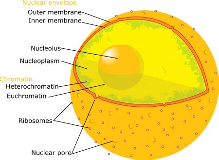 Nuclear Envelope | Structure, Function & Diseases - Lesson | Study.com