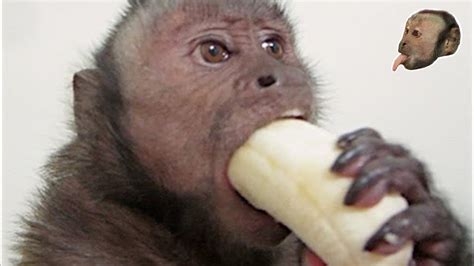 Capuchin Monkey & Mushy Banana - YouTube