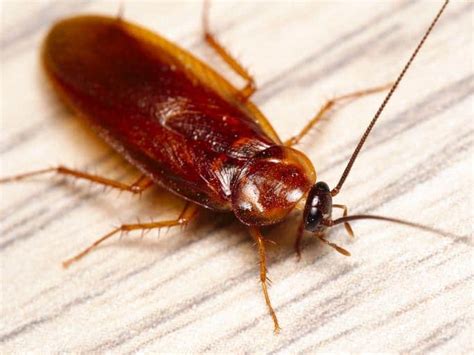 How To Get Rid Of A Wood Roach Infestation - How I Get Rid Of