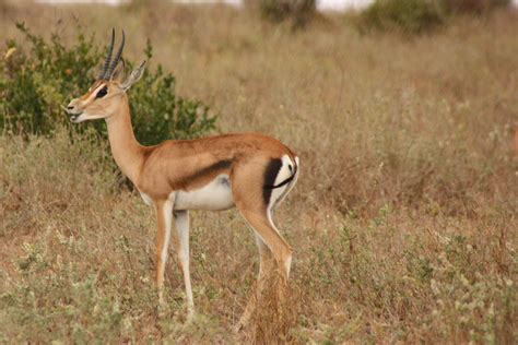 Wild antelope during a safari in Africa free image download