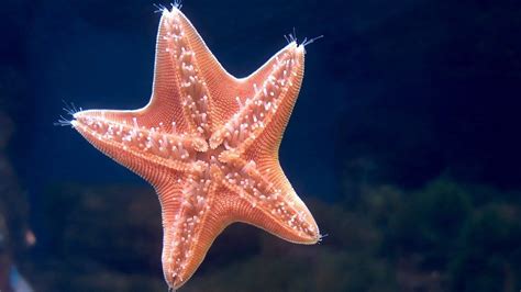 Wallpaper starfish, underwater, swimming, sea hd, picture, image