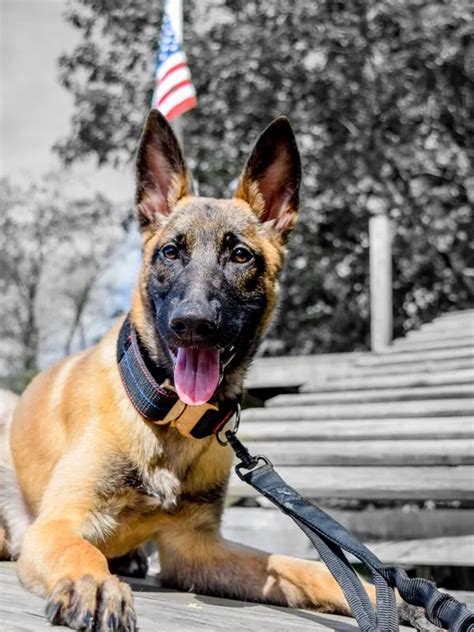 Belgian Malinois Police Dog | Tactical Police K9 Training