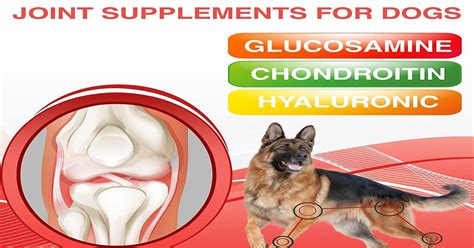 Best Joint Supplement For Dogs – A Thorough Purchasing Guide!