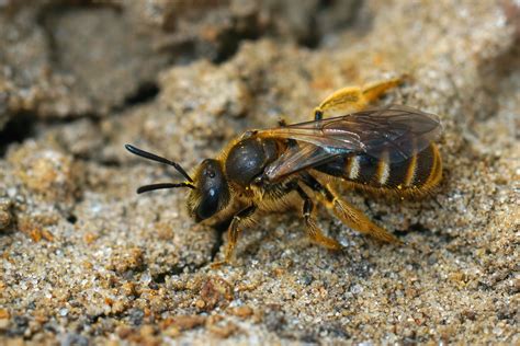 How to Get Rid of Ground Bees - Animascorp