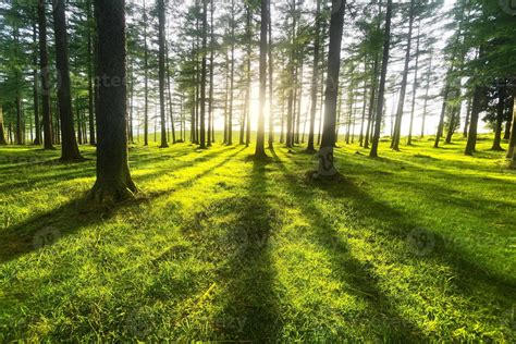 sunny forest 1318497 Stock Photo at Vecteezy