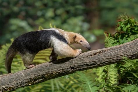 11 Terrific Northern Tamandua Facts - Fact Animal