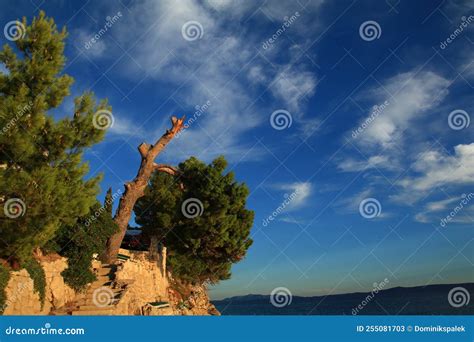 A Tree Broken by a Lightning Strike Hangs Over the Water Stock Image ...