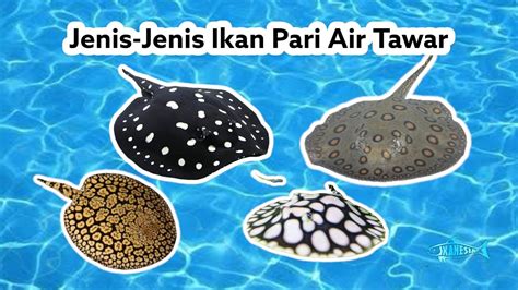 Jenis Ikan Pari Air Tawar - AryanropWallace