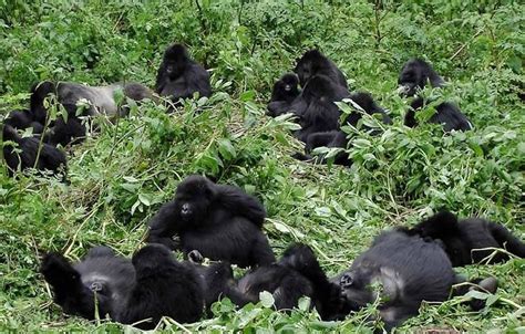 Mountain Gorilla Families- Bwindi Impenetrable Forest National Park