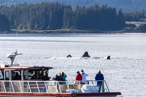 Whale Watching in Alaska - Best Places, Tours and Tips