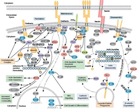 Cell Signaling Technology Pathways | CST