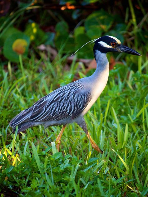 Yellow-crowned Night Heron | Alexandria Zoo