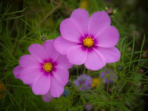 Yellow Cosmos facts and health benefits