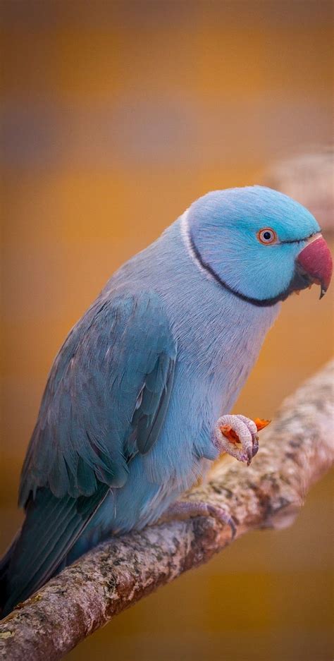 Picture of a beautiful blue parrot | Beautiful birds, Pet birds, Birds