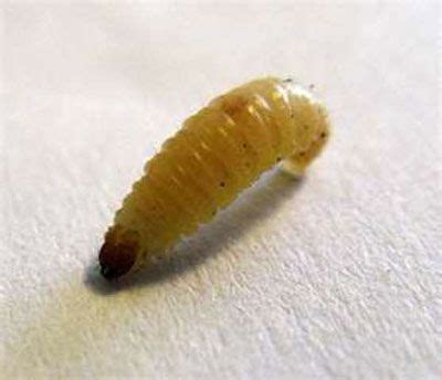 17 Horse fly larvae ideas | larvae, horse fly, flying