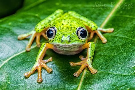 The horse's frog: a ribbeting tale? - Good Horse