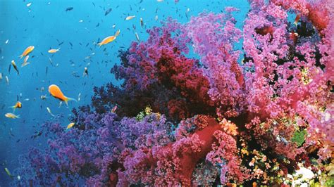 Coral Reef Wallpapers (62+ images)