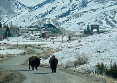 Rick Lamplugh: A Day in the Yellowstone Bison Migration: A Photo Essay