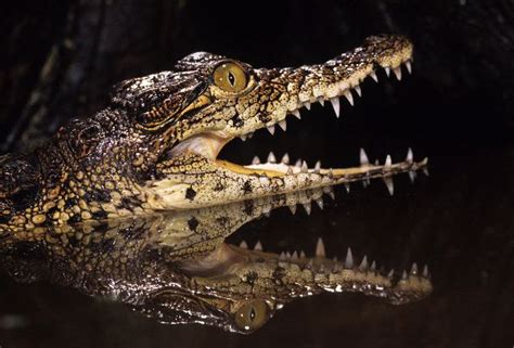 Young Caiman Showing His Teeth - Crocodile Facts and Information