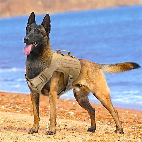 Belgian Malinois Military