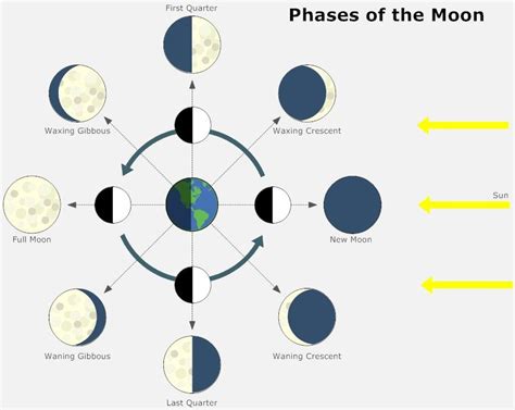 Phases of The Moon Example - SmartDraw | Lunar cycle, Moon phases, Moon