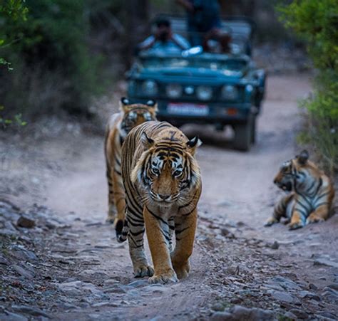 Dudhwa National Park – Wildlife Tour | Dudhwa Tiger Reserve, India