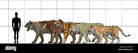 Smilodon Size