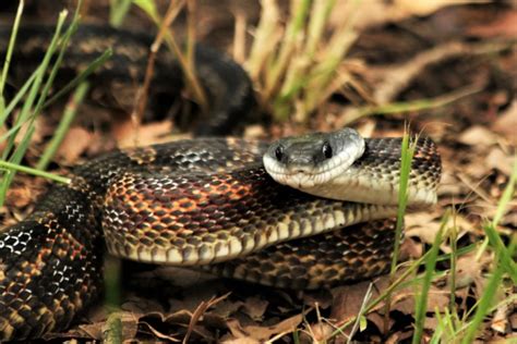 Chicken Snake Close-up 2 Free Stock Photo - Public Domain Pictures