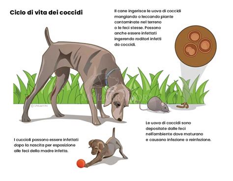 What Are Symptoms Of Coccidia In Dogs