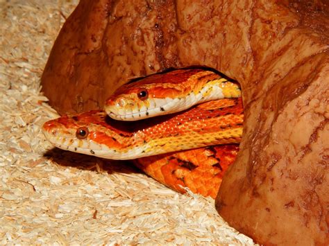 Corn Snake Fact Sheet - C.S.W.D