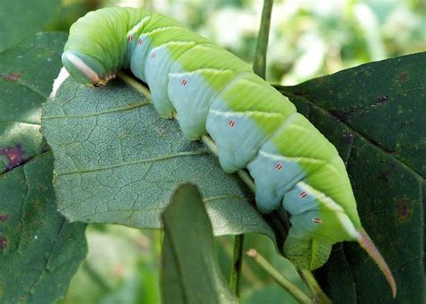 Waved Sphinx Moth Caterpillar | Project Noah