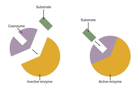 Basics of Enzymes | Concise Medical Knowledge