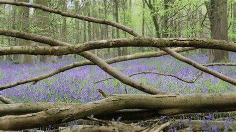 Multiple Vibrant Brightly Coloured Bluebell Flowers Stock Footage Video ...