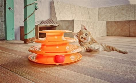 The 5 Best Interactive Cat Toys for Bored Cats - Cats.com