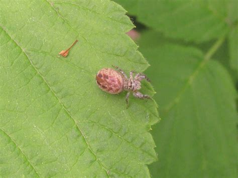 Jumping spider (Salticidae) | Jumping spider (Salticidae), p… | Flickr