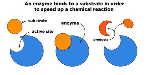 Enzyme Inhibition — Overview & Types - Expii