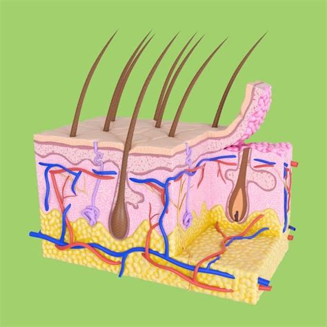 Skin Layers Anatomy Diagram for Kids